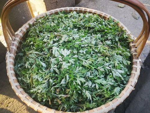 尋味春江 包船采摘野生艾草，手作青團(tuán)限量500份的匠心之旅