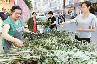 蘄艾產(chǎn)業(yè)崛起 出口內(nèi)銷兩頭俏，小艾草邁向百億大產(chǎn)業(yè)新征程